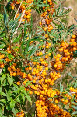 Olgun portakal meyveleriyle dolu bir deniz dikenli dalın yakınında.