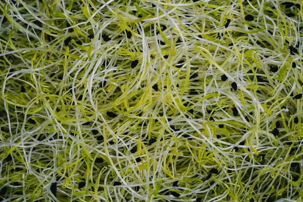 Fresh raw organic Leek seed sprouts as background. — Stock Photo, Image