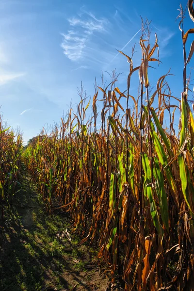 Herbstwelkendes Maisfeld mit Mais auf dem Maiskolben. — Stockfoto