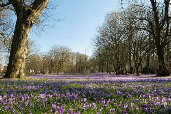 Crocus blossom in the castle park in Husum in Schleswig-Holstein, Germany. — Stock Photo, Image