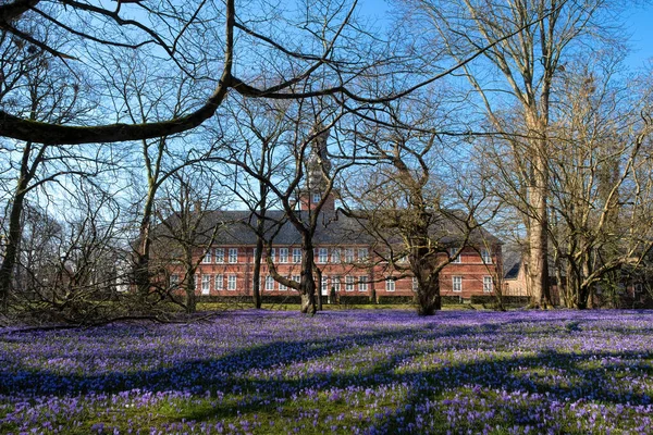 Crocus blossom in the castle park in Husum in Schleswig-Holstein, Germany. — Stock Photo, Image