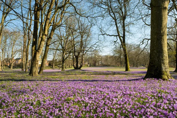 Crocus blossom in the castle park in Husum in Schleswig-Holstein, Germany. — Stock Photo, Image