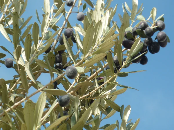 Olive tree branch — Stock Photo, Image