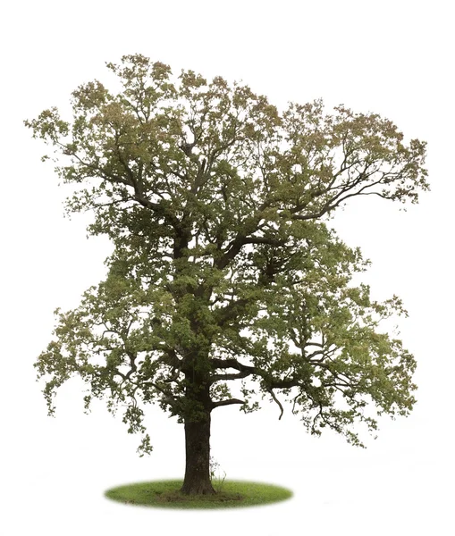 Tree — Stock Photo, Image