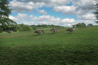 Bir tarlada yürüyüş kaz