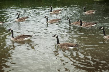 Bir akış, İngiltere'de Kanada kazlar sürüsü