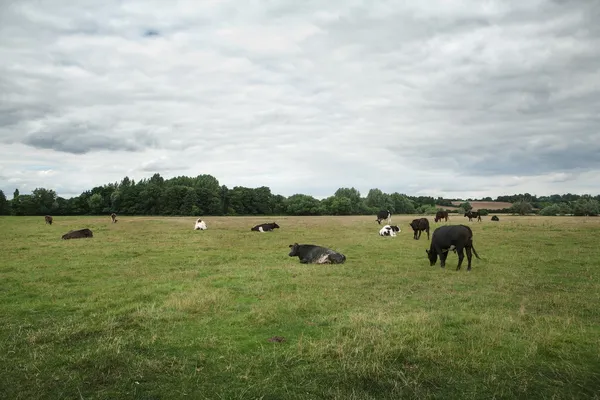 Cows in a field, England — Stock Photo, Image