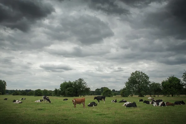 Cows laying and standing in a field, England — Stock Photo, Image