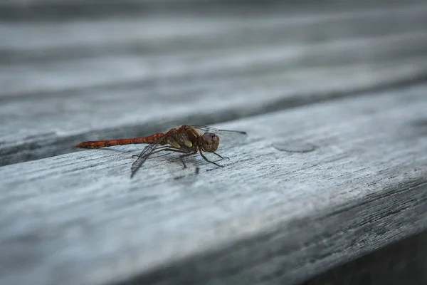 Libellula — Foto Stock