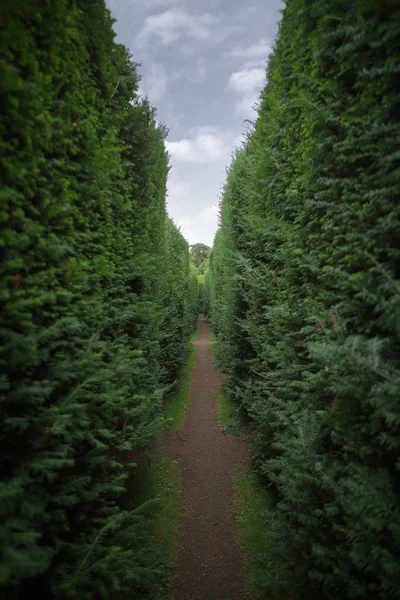 Dar yeşil çit koridor, İngiltere — Stok fotoğraf