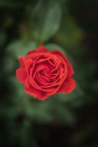 Still life image of single rose taken in a garden