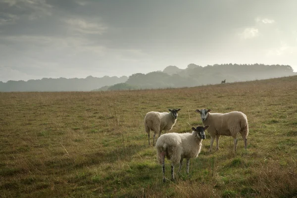 Ovce na straně kopce — Stock fotografie