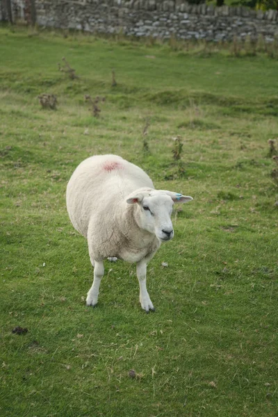 Single sheep — Stock Photo, Image