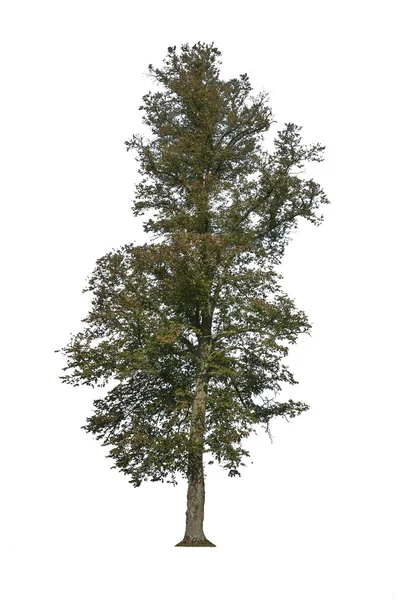 Single tree — Stock Photo, Image