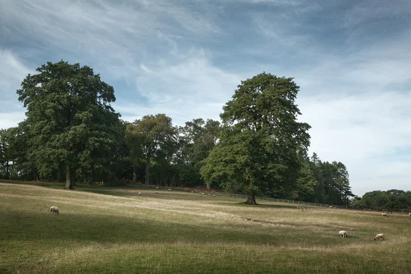 Schilderachtig uitzicht van platteland, cotswold, Engeland — Stockfoto