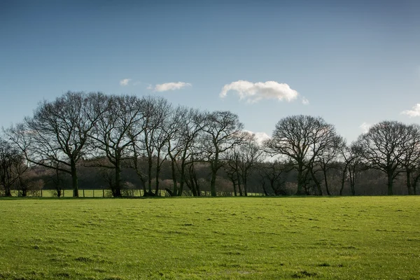 Tree line — Stock Photo, Image