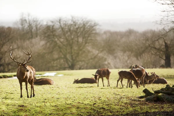 Deer — Stock Photo, Image