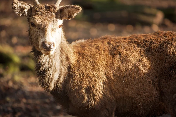 Deer — Stock Photo, Image