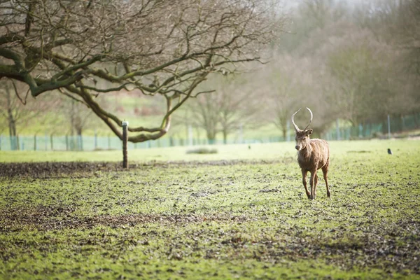 Deer — Stock Photo, Image