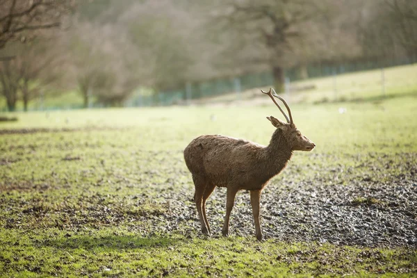 Deer — Stock Photo, Image