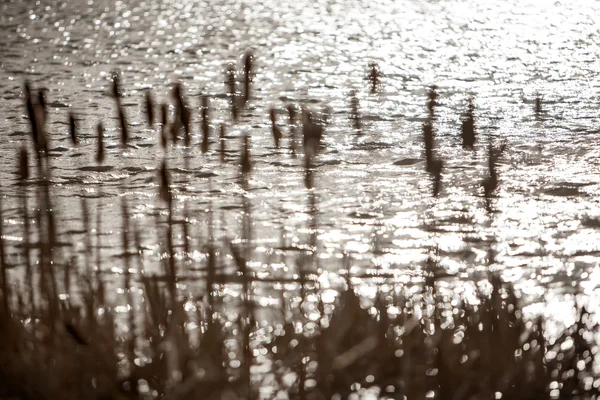 Reed i vatten — Stockfoto
