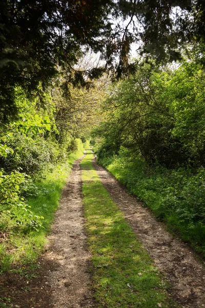 Camino en los bosques —  Fotos de Stock