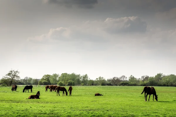 Landscape — Stock Photo, Image