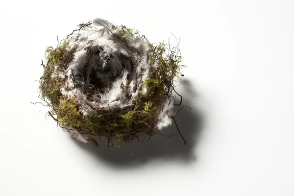 Single birds nest — Stock Photo, Image