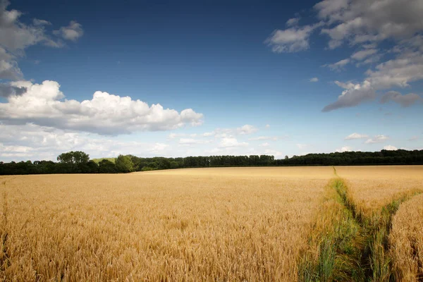 Όμορφη Εικόνα Της Υπαίθρου Buckinghamshire Στην Αγγλία — Φωτογραφία Αρχείου