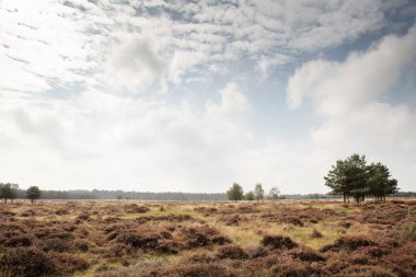 İngiltere 'de Thetford Ormanı yakınlarındaki Brandon Country Park' ın manzara görüntüsü