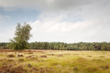 İngiltere 'de Thetford Ormanı yakınlarındaki Brandon Country Park' ın manzara görüntüsü