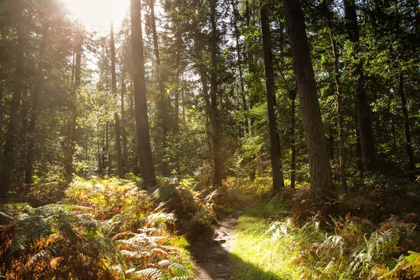 Ландшафтный Образ Леса Англии Солнечным Светом Проходящим Через Деревья — стоковое фото
