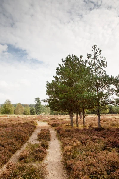 Krajobraz Brandon Country Park Pobliżu Thetford Forest Anglii — Zdjęcie stockowe