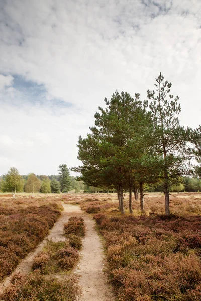 Krajina Brandon Country Park Blízkosti Thetford Forest Anglii — Stock fotografie