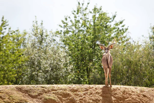 Single Kudu Antilopy Colchester Zoo Essex Velká Británie — Stock fotografie