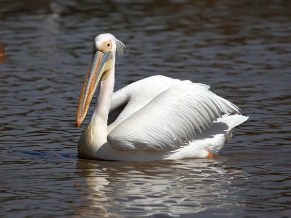 Witte pelikaan — Stockfoto