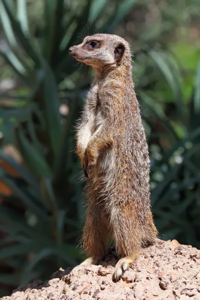 Meerkat. — Fotografia de Stock