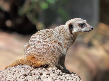 Suricate