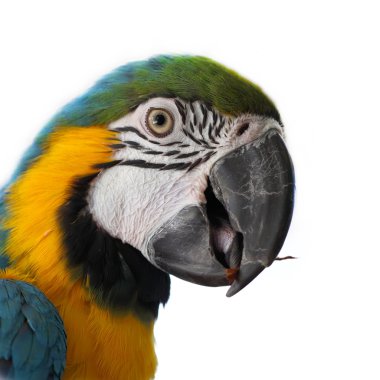 (Ara Ararauna