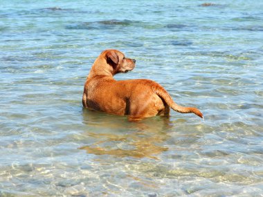 dog in water clipart