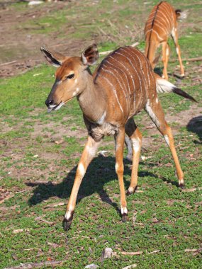 küçük antiloplar kudu