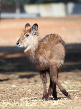 Waterbuck