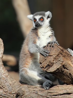 Lemur