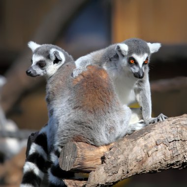 lemurlar