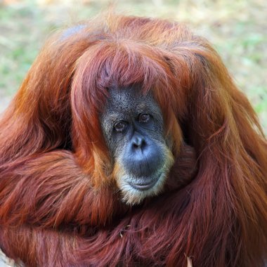 orangutan