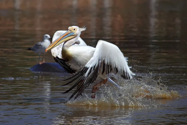 Pelican — Stock Photo, Image