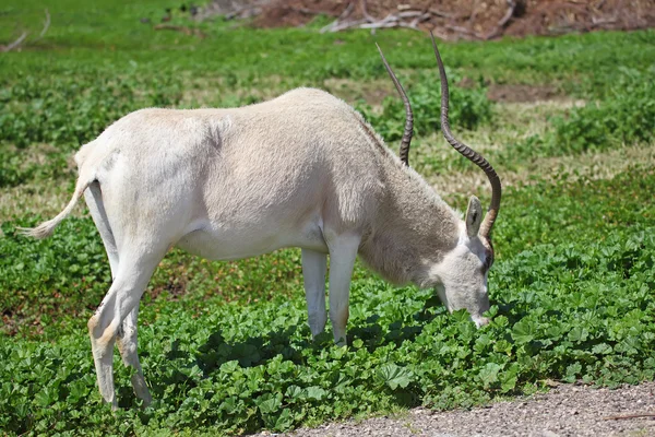 Oryx — Stock Photo, Image