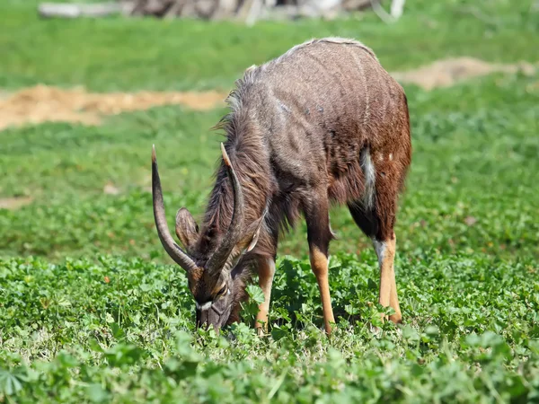 Kudu antilope — Foto Stock