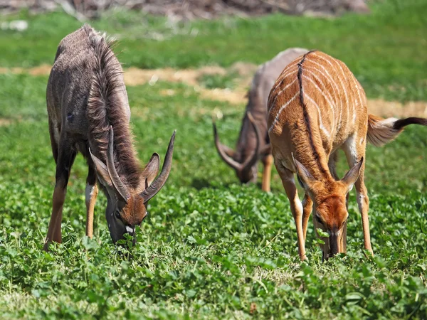Kudu antilope — Foto Stock
