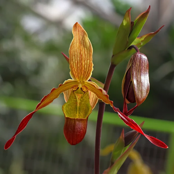 Orchidea — Foto Stock